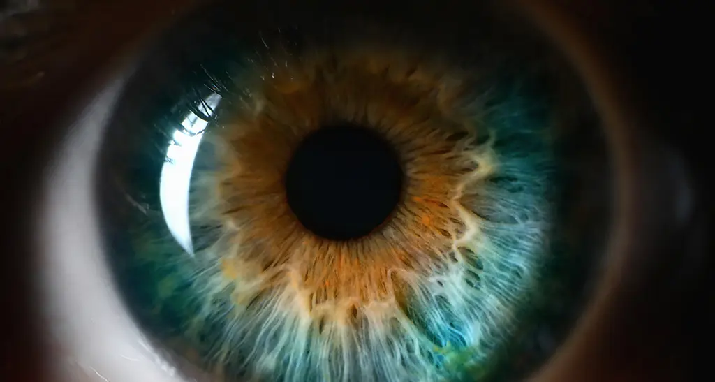 eye
